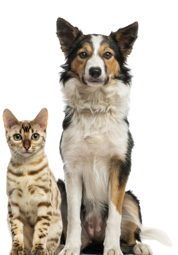 Cat and dog sitting together, representing pet adoption at Sumner County Animal Services