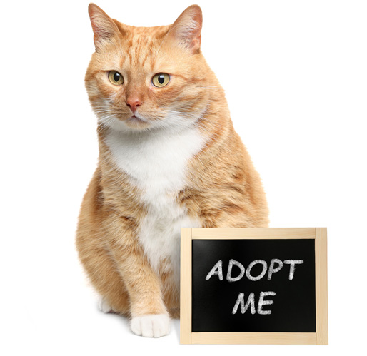 Orange Tabby Cat with Sign that says Adopt me