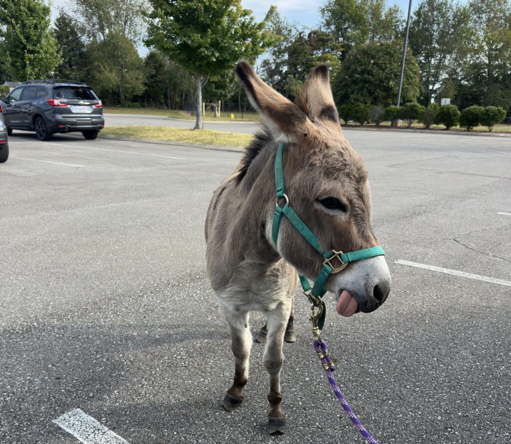 Donkey from Books and Burros